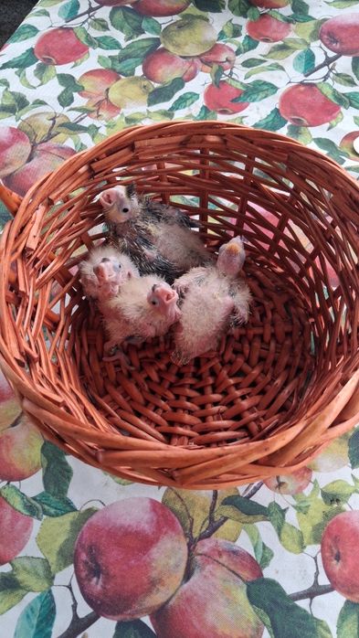Caturras para criar a mão