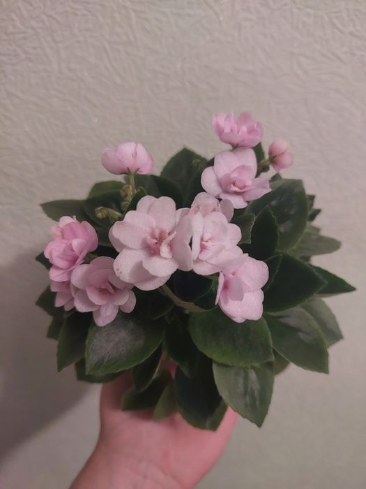 Продам с/з листочки мини фіалок