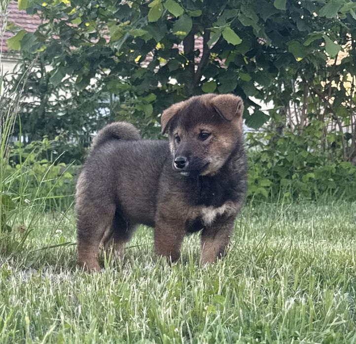 Shiba inu sezamowy chlopak
