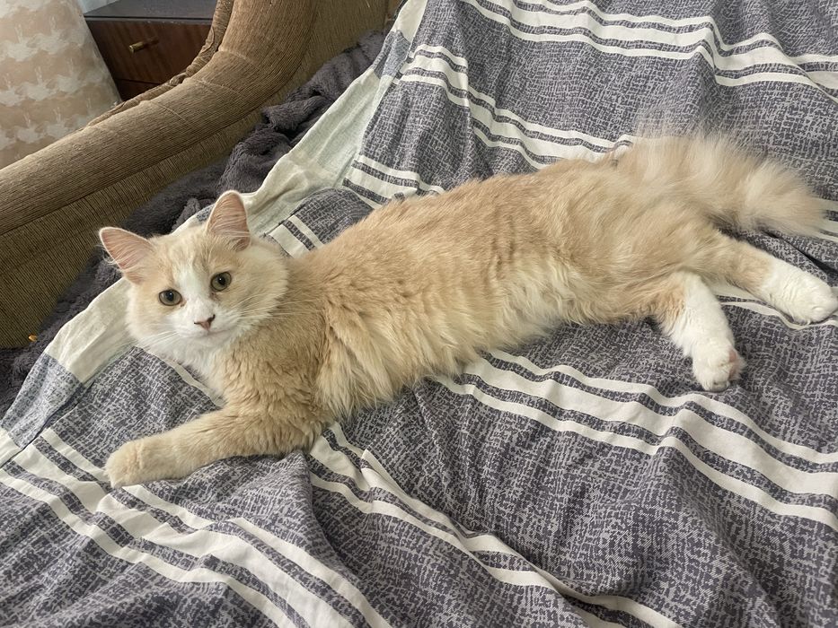 Віддам в хороші руки молодого котика