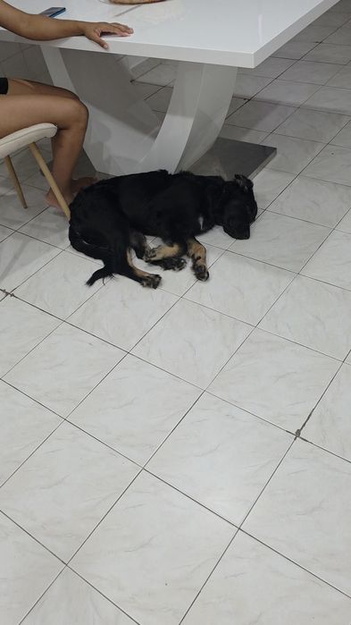 Preciso de um lar para esse companheiro