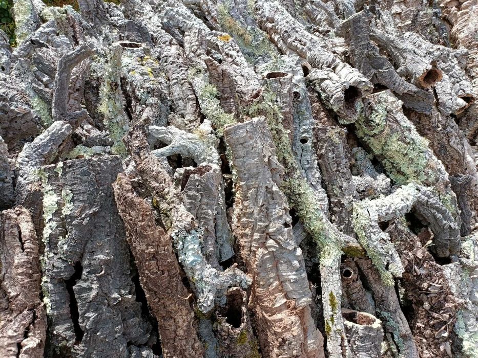 Tubos de cortiça 100% natural – Ideal para terrários e decoração