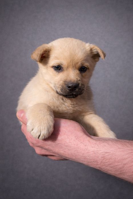 Щенки мальчики и стерилизованные девочки