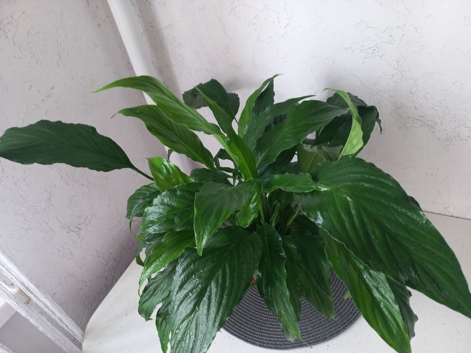 Спатифіліум - " жіноче щастя"