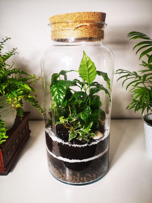 LAS W SŁOIKU - Ogród w szkle -Święta-Idealny na prezent