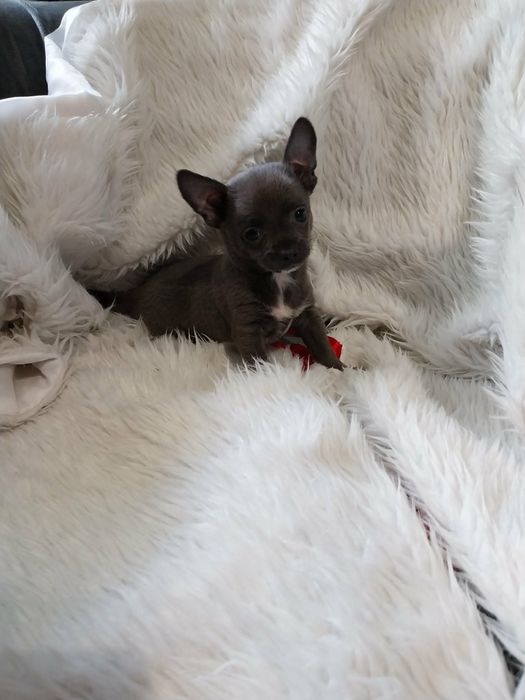 Chihuahua malutki piesek !