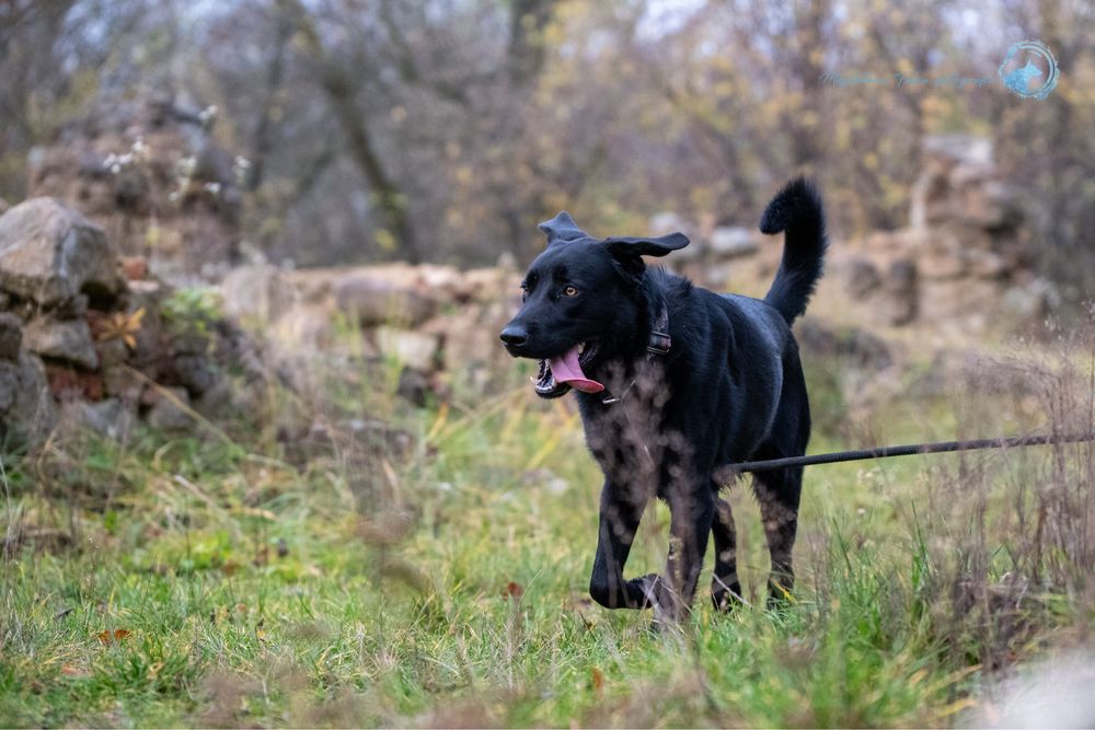 Czarny, radosny labrador. Duży pies w schronisku dla zwierząt. Adopcja