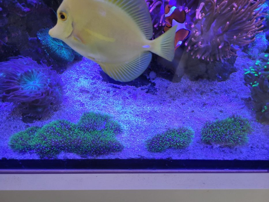 Koralowiec Pachyclavularia ultra fluo trawa morska fluorescencyjna