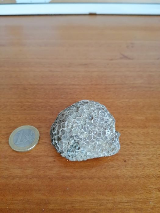 Venda de coral marinho