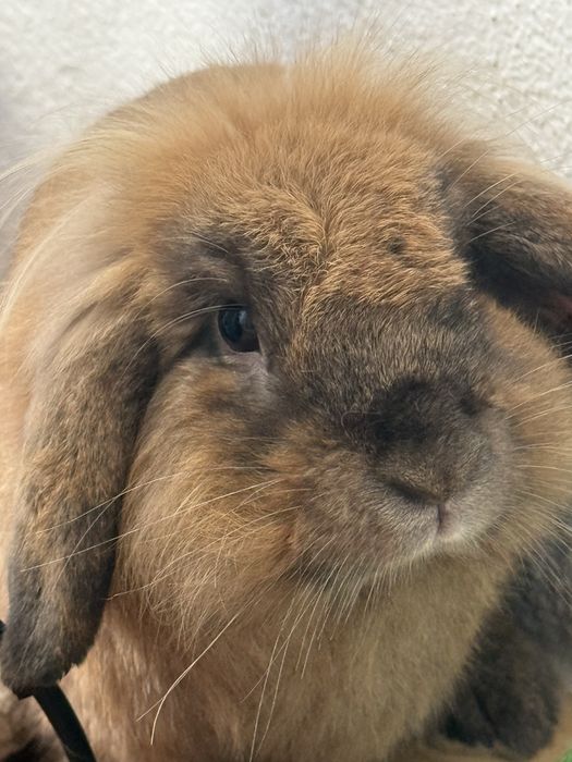 Adopção de coelho belier