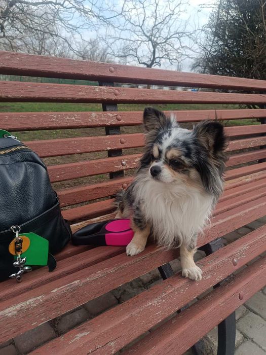 МАЛЬЧИК красавчик чихуахуа на вязку!!!