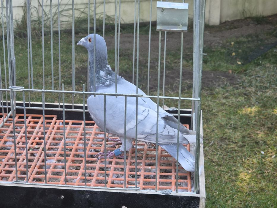Golebie pocztowe opal