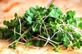 Микрозелень микрогрин