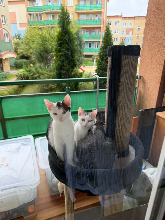 Kotki do oddania za darmo