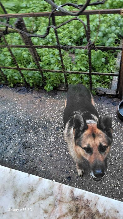 Leão - Para Adopção