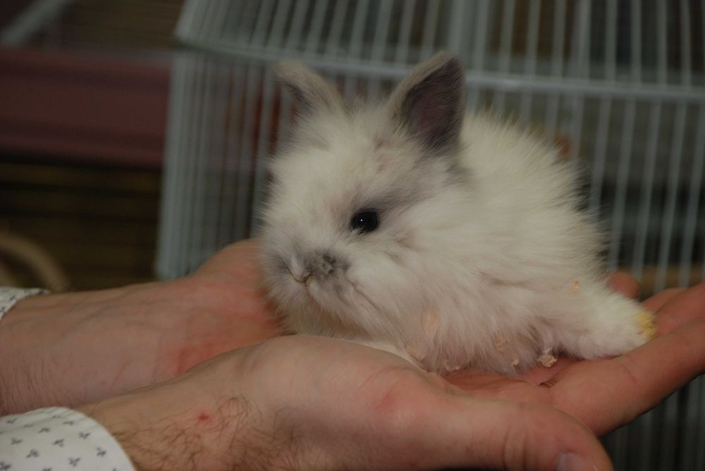 Білосніжні красунчики декоративні карликові міні кролики