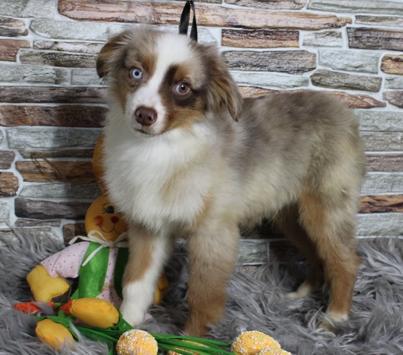 Owczarek amerykański miniaturowy piesek Red merle
