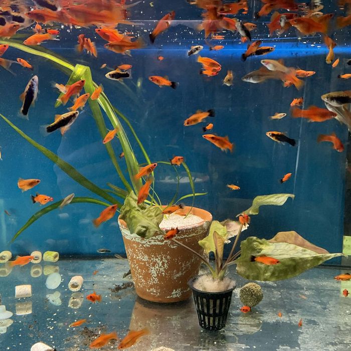 Rybki akwariowe mieczyki mieczyk