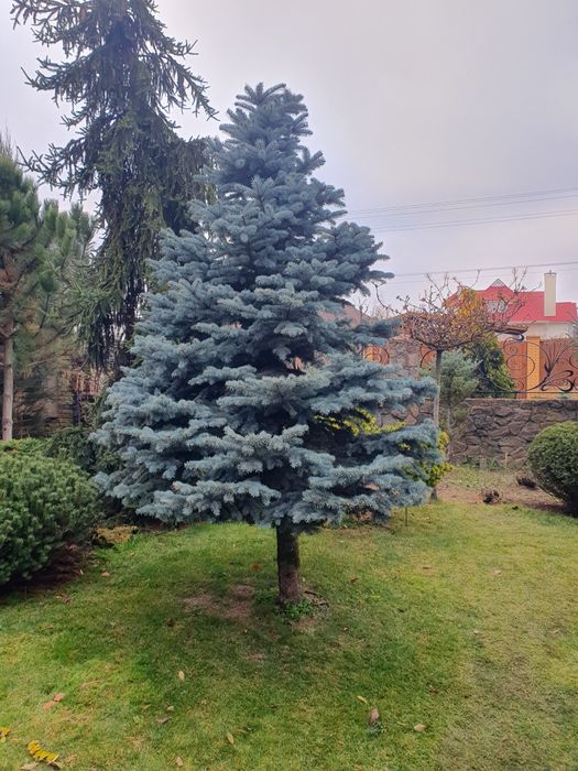 Садовник.Топиарная стрижка растений.