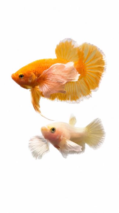 Diversidade de Bettas importados