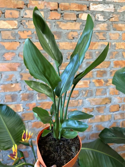 Стреліція Регіна королівська h 65 см на дві рослини