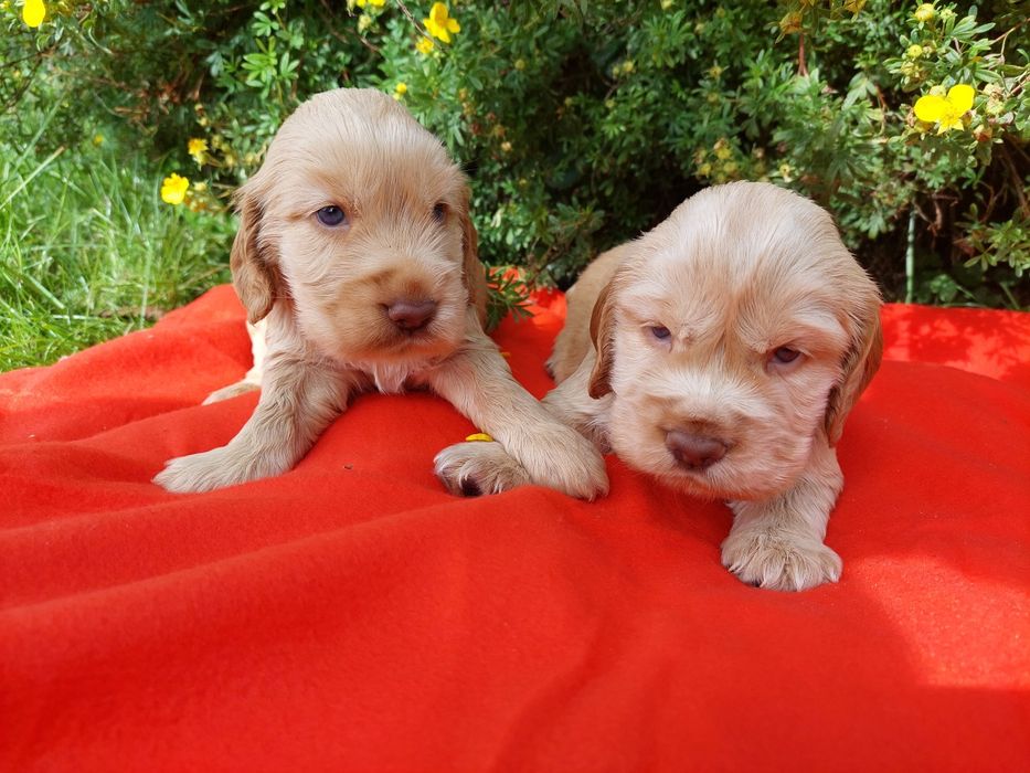 Cocker Spaniel Angielski