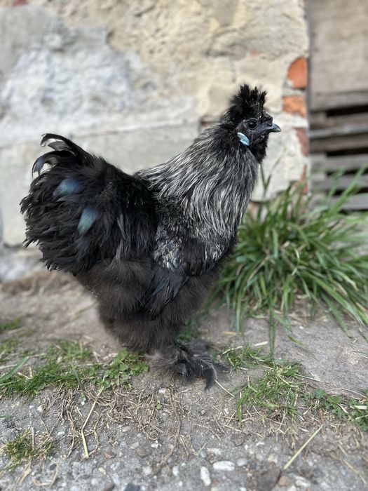 Silka kogut z lipca 2025