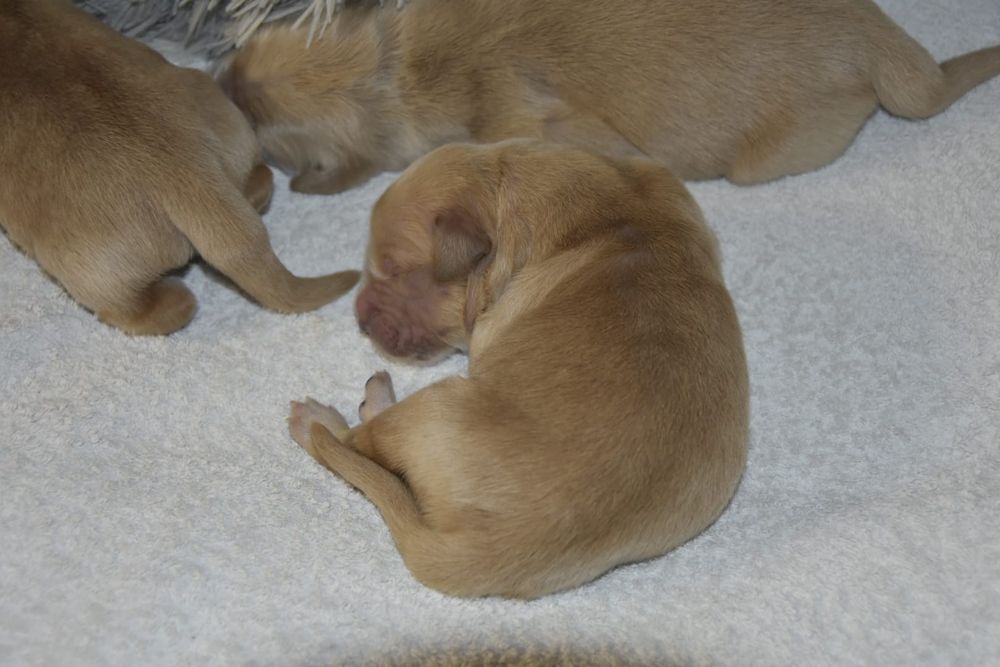 Golden retriever- piesek