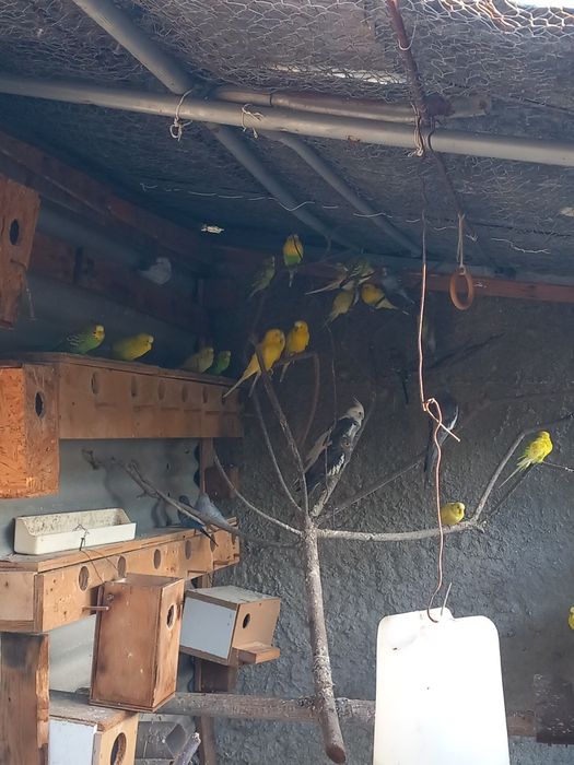 Periquito e caturras