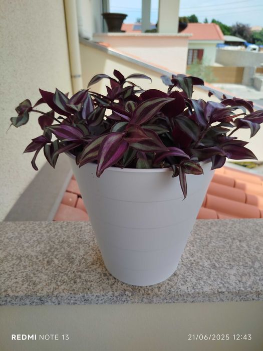 Vaso com trandescantia Zenebris