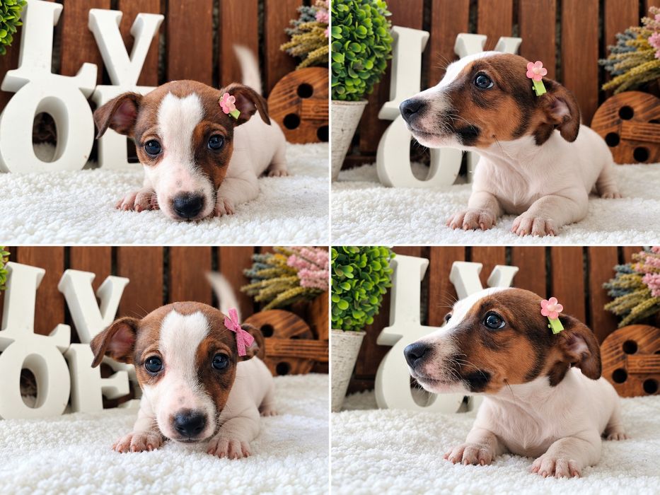 Jack Russel Terrier fêmea