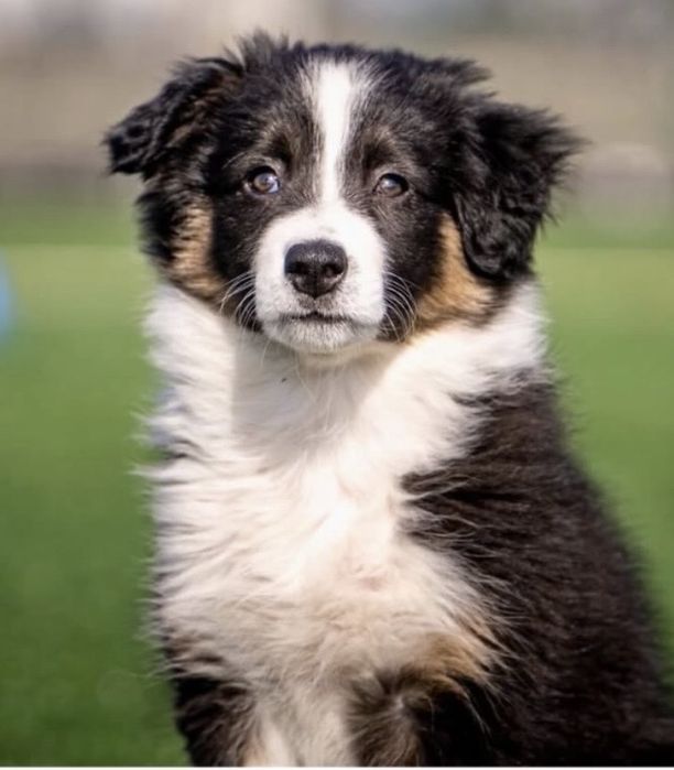 Border collie disponivel