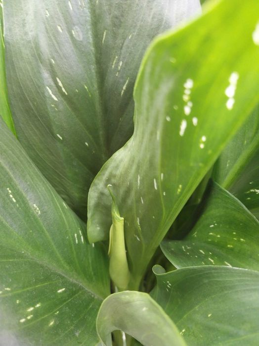 Kalua Kalla Zantedeschia ogrodowa 10 szt