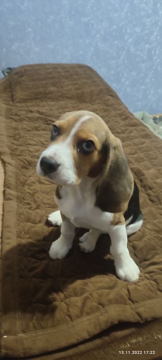 Віддамо собаку в хороші руки