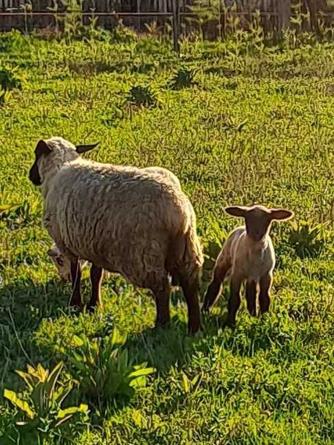 Suffolk fêmea linda