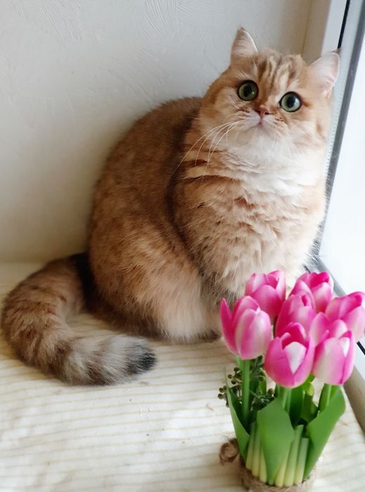 Золотая британская шиншилла кошечка кошка