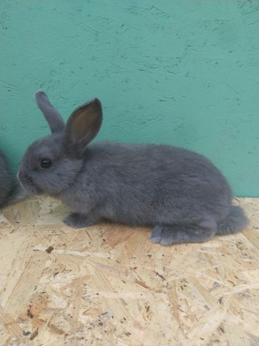 Króliczki miniaturki/ karzełki