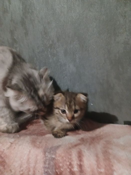 Весловухі кошенята
