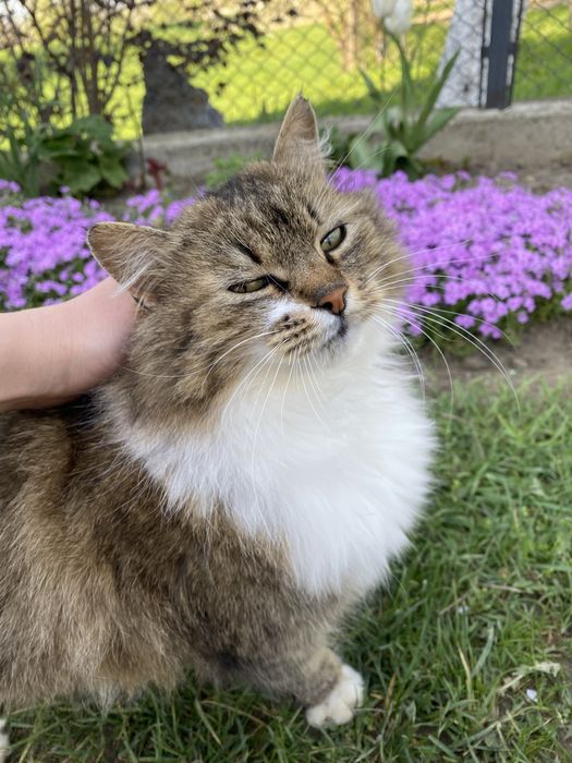 Віддам в добрі руки кішку