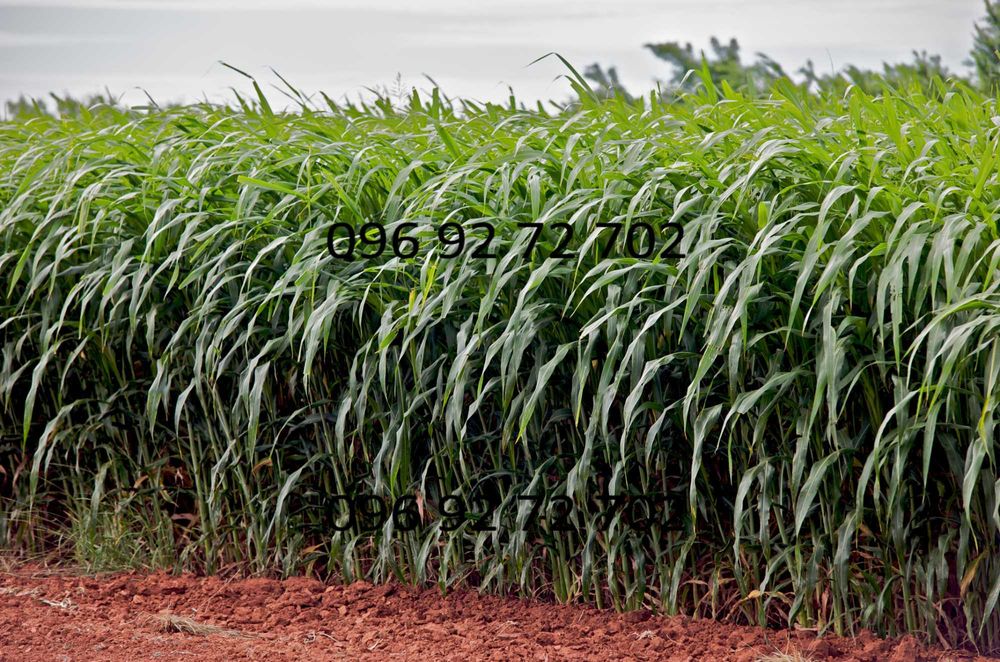 Качественные семена Суданки от Производителя!