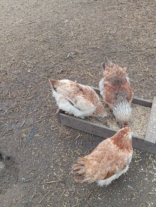 Sprzedam kury faberola