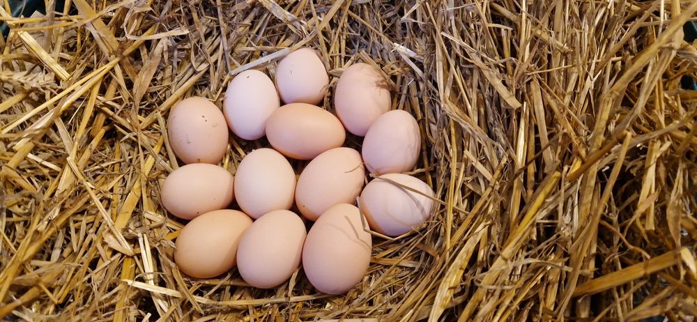 Jaja wiejskie z wolnego wybiegu