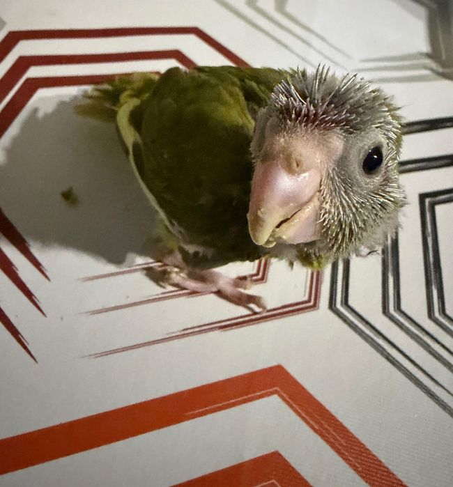 Agapórnis Kakariki Piriquitos domesticados.