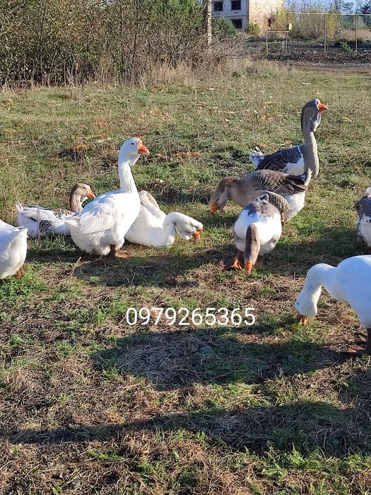 Продам гусей холмогорів та тульських горбоносих