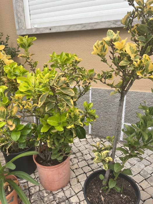 Arbustos para sebes ou decoração