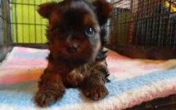 Oferta pieska dla miłośników Yorków