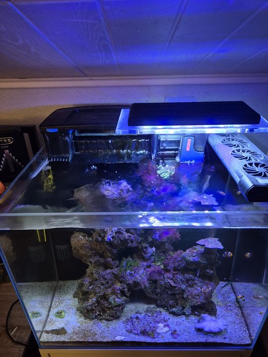 Akwarium morskie 60 litrów