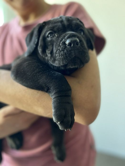 Зверніть увагу на наших красунчиків