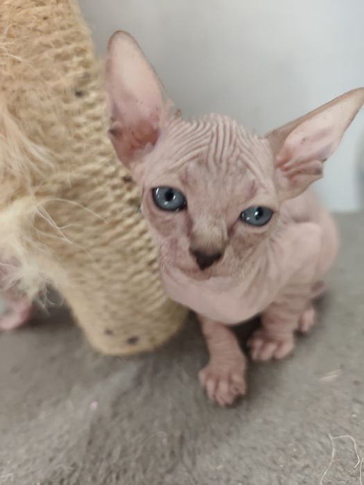 Котята канадського сфінкса