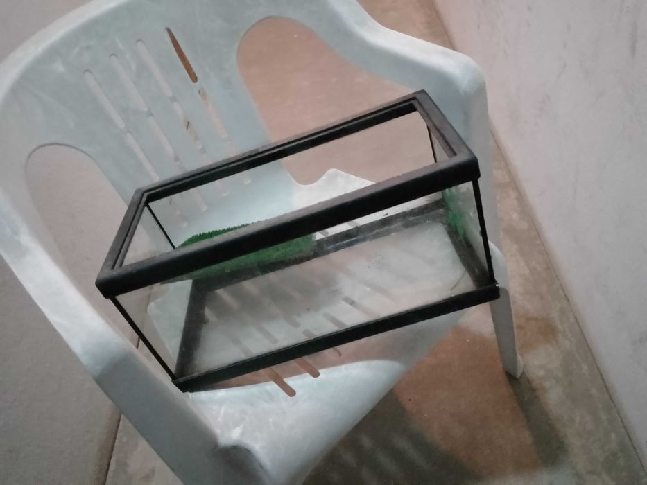 Devagar se vai ao longe!Tartaruga Decorativa12E-Aquario Tarta7EDesde1E